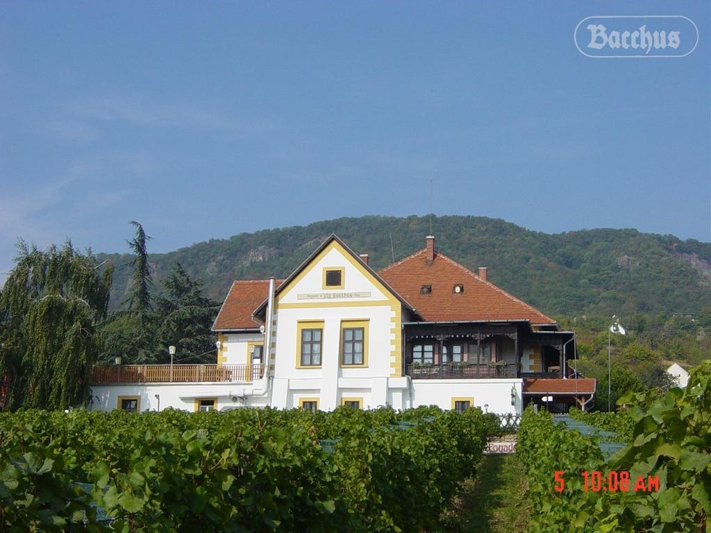 Bacchus Apartman - Borbarlang, Badacsony Badacsonytomaj Buitenkant foto